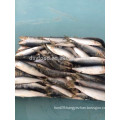 frozen fresh whole sardine fish